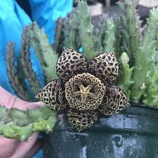 How to grow and care for cactus at home? Succulent Care And Design