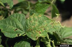 Check spelling or type a new query. Bean Diseases And Pests Description Uses Propagation