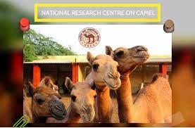 National research centre on camels. Trip To National Research Centre On Camel Bikaner Blogratify