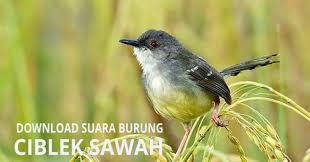 Maybe you would like to learn more about one of these? Download Suara Burung Ciblek Sawah Untuk Masteran Dan Pikat Mp3
