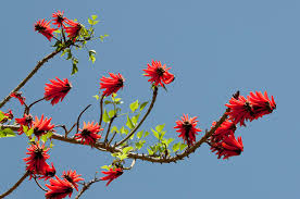 Image result for Erythrina lysistemon