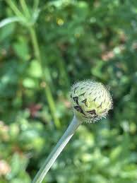 Image result for Cephalaria pungens
