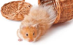 Syrian hamster different patterns anu ba pagkakaiba ng low mute sa high mute at paano ba makakapag paanak ng ibat ibang mutations? Syrian Hamster Animal Facts Encyclopedia
