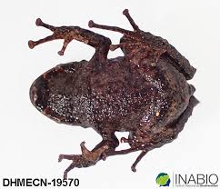 Image result for Strabomantis necerus