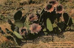 A single plant may consist of hundreds of fleshy, flattened pads. Cactus Desert Plants Vintage Postcards Images