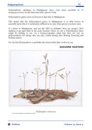 Image result for Didymoplexis