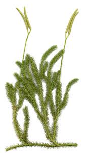 Image result for Lycopodium clavatum