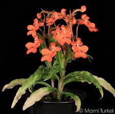 Image result for Habenaria disparilis
