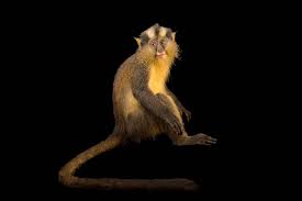 Image result for Monotes africanus