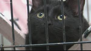 Fostering is an incredibly rewarding experience and a chance to make a real difference to a cat who might be finding life in a cattery challenging. Humane Society Urges People To Foster Animals During Covid 19 Pandemic King5 Com