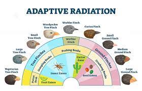 Adaptive Radiation Vector Illustration Adaptive Radiation Vector Illustration Radiation