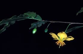 Image result for Ochna atropurpurea