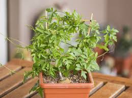 Image result for Kedrostis nana