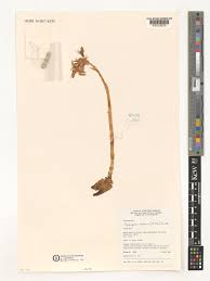 Image result for Epipogium roseum