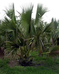 Image result for Borassus