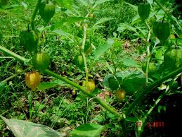Image result for Physalis lagascae