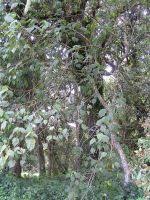 Image result for Dombeya torrida