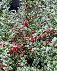 Image result for Cotoneaster pannosus