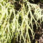 Image result for Sticherus flagellaris