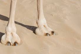 Please try and use a widely accepted site for images posted: Camel Toe Photos Free Royalty Free Stock Photos From Dreamstime