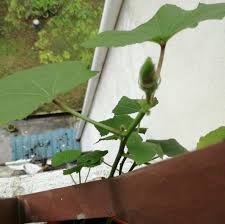 Bila dah ada tunas, pindahkan masuk ke dalam pasu dan tanam tanaman mudah ditanam ini secara menyerong. 10 Jenis Tanaman Untuk Beginner Farhana Jafri