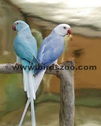 Maybe you would like to learn more about one of these? Ringneck Mutations