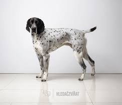 Image result for auvergneský ohař