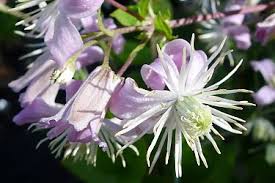 Robert brydon' in our ez pruning guide, this variety is in the green pruning category. Perennial Clematis Mrs Robert Brydon Order Online