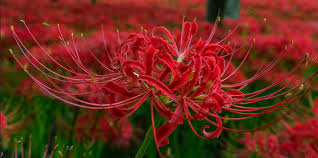 Flora dan fauna di bagian barat disebut juga flora fauna dangkalan sunda. Higanbana Amaryllis Cantik Yang Jadi Perlambang Kematian Di Jepang Merdeka Com