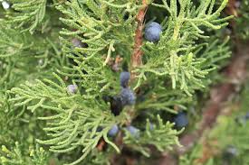 Image result for Juniperus