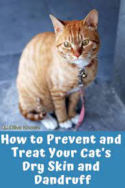 How To Prevent And Treat Your Cat S Dry Skin And Dandruff Oliveknows Cat Skin Cat Skin Problems Cat Dandruff
