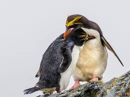 Penguin love quotes motivacional quotes profound quotes quotable quotes funny quotes funny memes just believe best inspirational quotes thoughts. Fascinating Facts About Penguins