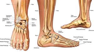 5 kinds of medial malleolar fractures. Ankle Fracture Broken Ankle Stress Fractures