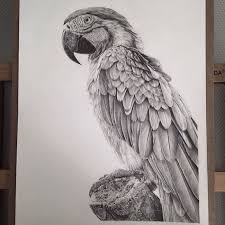 1001 Images De Dessin Realiste Et Astuces Pour Ameliorer Ses Competences Dessin Realiste Dessins Realistes Au Crayon Dessin Perroquet