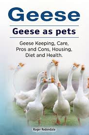 It takes very little to raise them in terms of feed for this very reason. Buy Geese Geese As Pets Geese Keeping Care Pros And Cons Housing Diet And Health Book Online At Low Prices In India Geese Geese As Pets Geese Keeping Care Pros And Cons Housing Diet And Health Reviews Ratings Amazon In