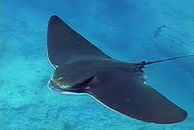Bat Ray Ocean Animals Sea Animals Animals