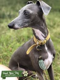 Small dogs of sighthound type have long been popular with nobility and royalty. Stud Dog Blue Italian Greyhound Male For Stud Breed Your Dog
