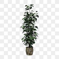 A Pot Of Green Plants Plant Green Flower Pot Png Transparent Clipart Image And Psd File For Free Download In 2020 Green Flower Pots Flower Pots Plants