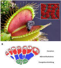 I have compiled all my data and information and put it all in one easy to access place for you. The Venus Flytrap From Prey To Predator The Biocenter Of The University Of Wurzburg