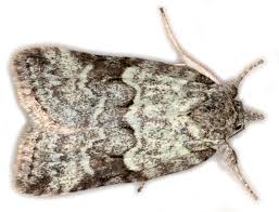 Image result for Anthonotha noldeae