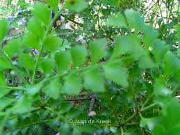 Image result for Phyllocladus trichomanoides