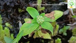 Image result for Utricularia striatula
