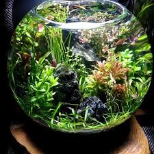 Planted Bowl Aquarium In 2020 Small Water Gardens Indoor Water Garden Aquarium Garden