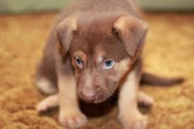 Pictures of the german shepherd dog along with bios on the dogs. German Shepherd Puppies At 6 Weeks Pets Lovers