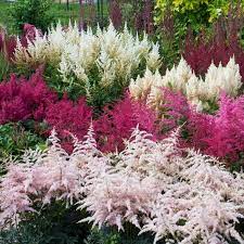 50 Bunter Astilbe Flower Seeds For Spring Plantings In 2021 Astilbe Flower Full Sun Perennials Flowers Perennials