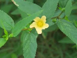 Image result for Sida acuta