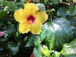 The nurseryman was very polite and we really enjoyed. Barrera S Nursery And Landscape Home Facebook