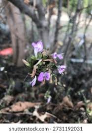 Image result for Dicliptera clinopodia