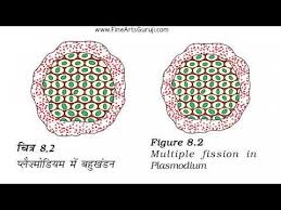 This is the diagram of liver fluke. Easy 10th Diagram Youtube Diagram Organs Liver Fluke