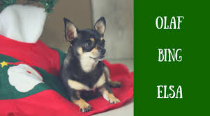 When we think of christmas, gingerbread cookies, christmas trees, and a whole lot of other things come it is a tradition in many homes. 200 Christmas And Winter Names For Dogs Pethelpful